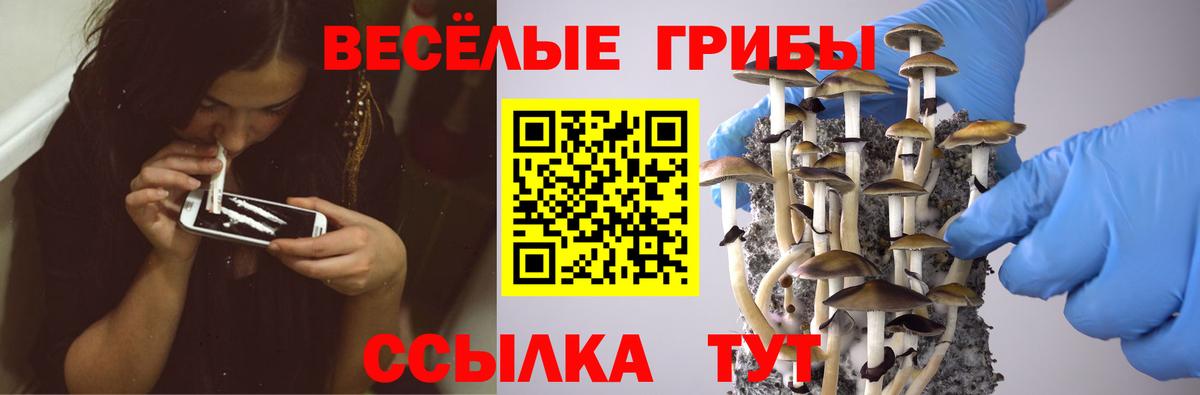 Миасс  Псилоцибиновые грибы Psilocybe  Вход с VPN  Галлюциногенные грибы прущие грибы 